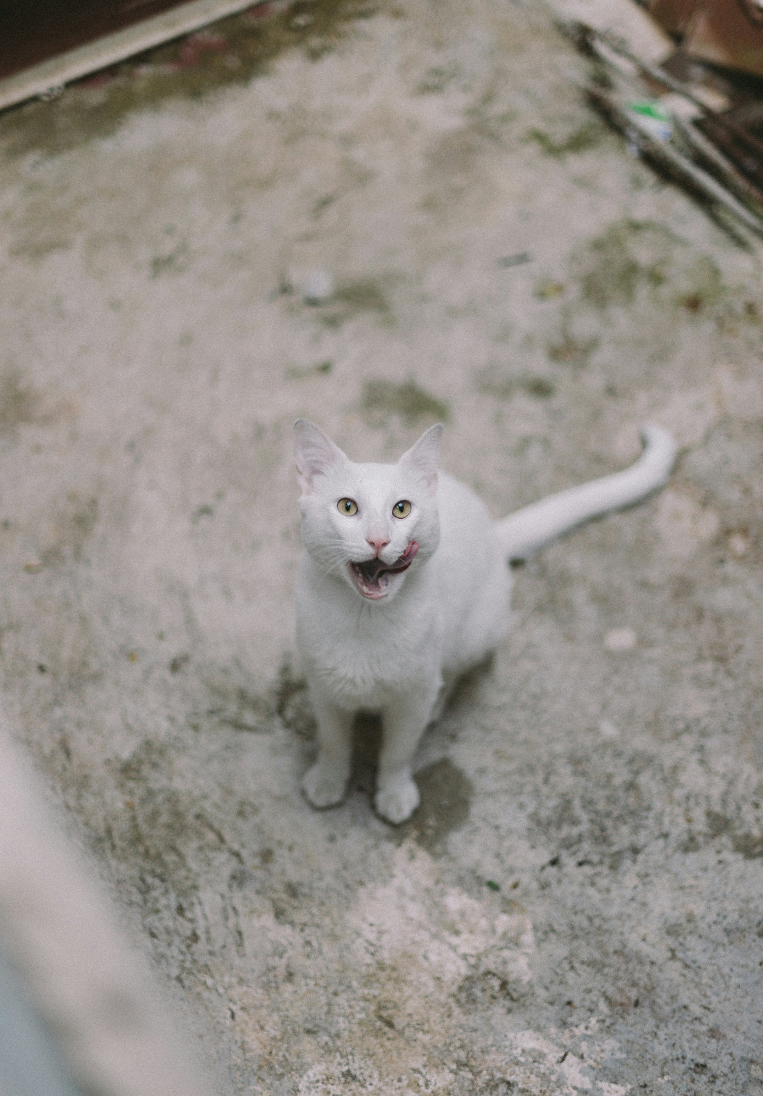 white cat looking upward