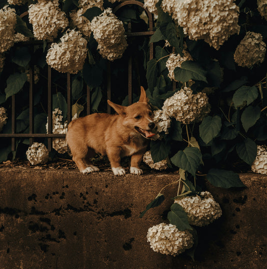 brown corgi on concrete fence