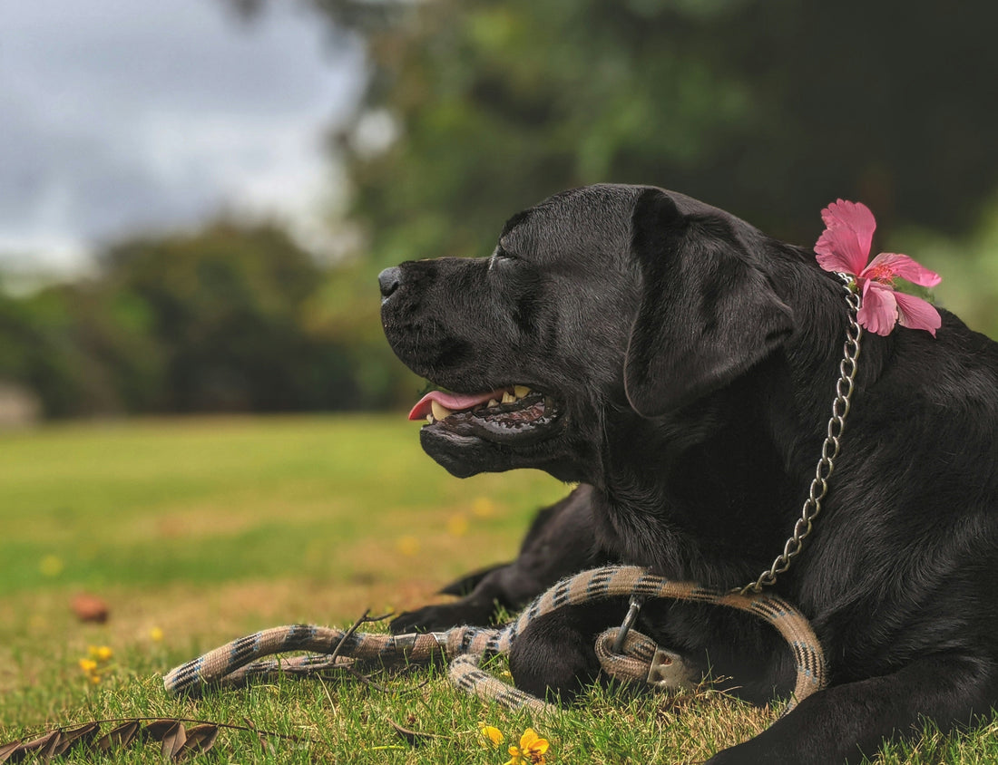 black labrador retriever lying on green grass field during daytime