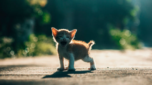 a kitten walking on a road