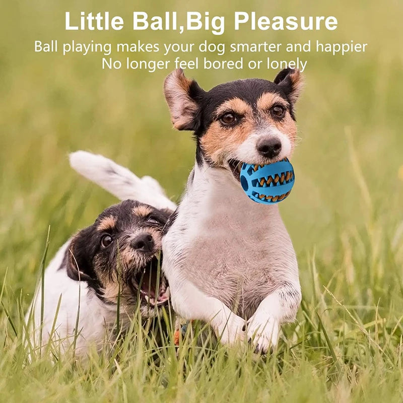 Two dogs playing with a blue ball in a grassy field, with text about ball playing benefits.
