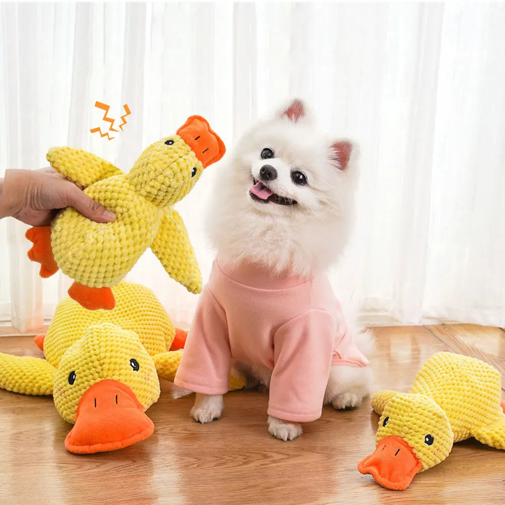White dog in a pink outfit playing with yellow duck toys on a wooden floor.
