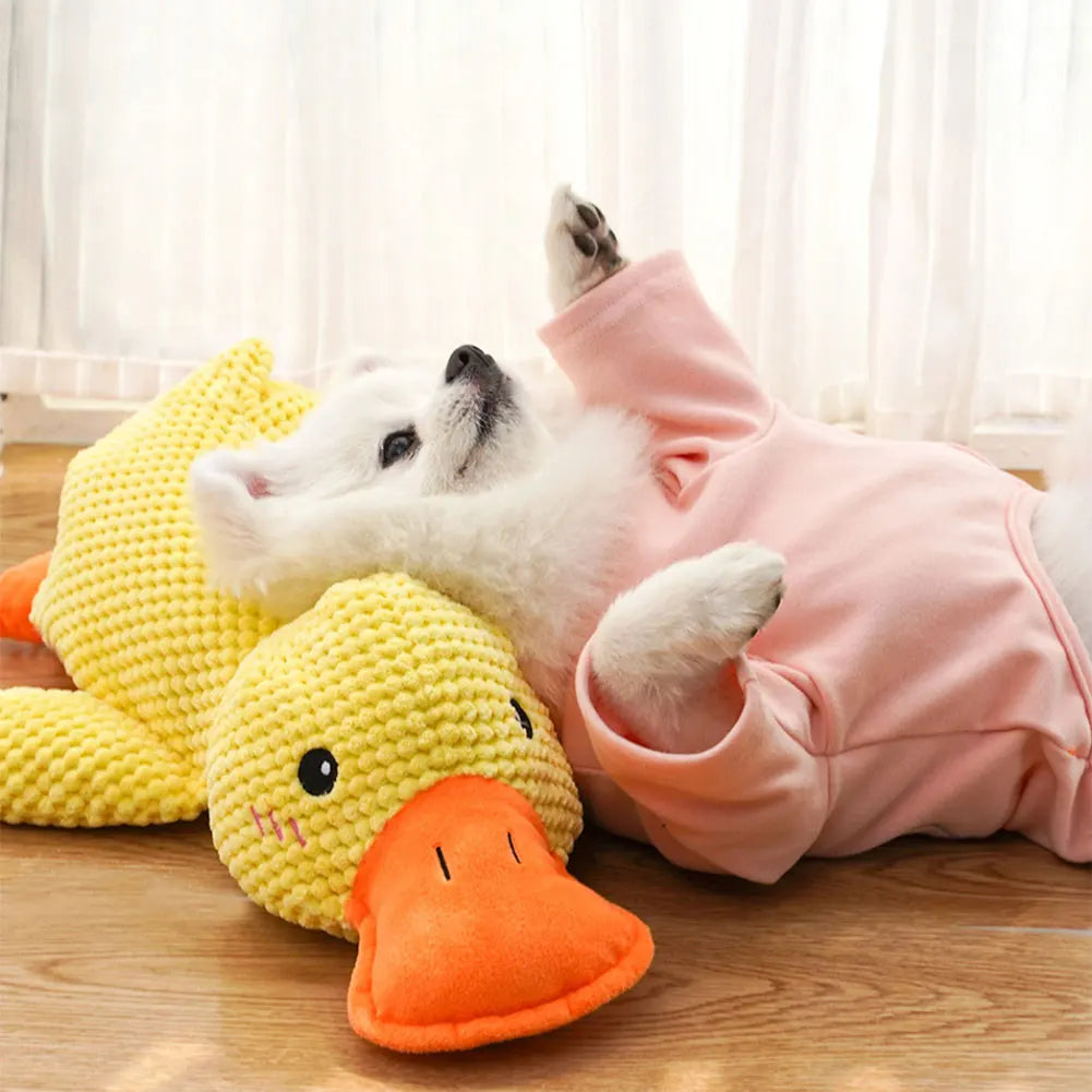 White dog in a pink outfit playing with a yellow duck toy on a wooden floor.