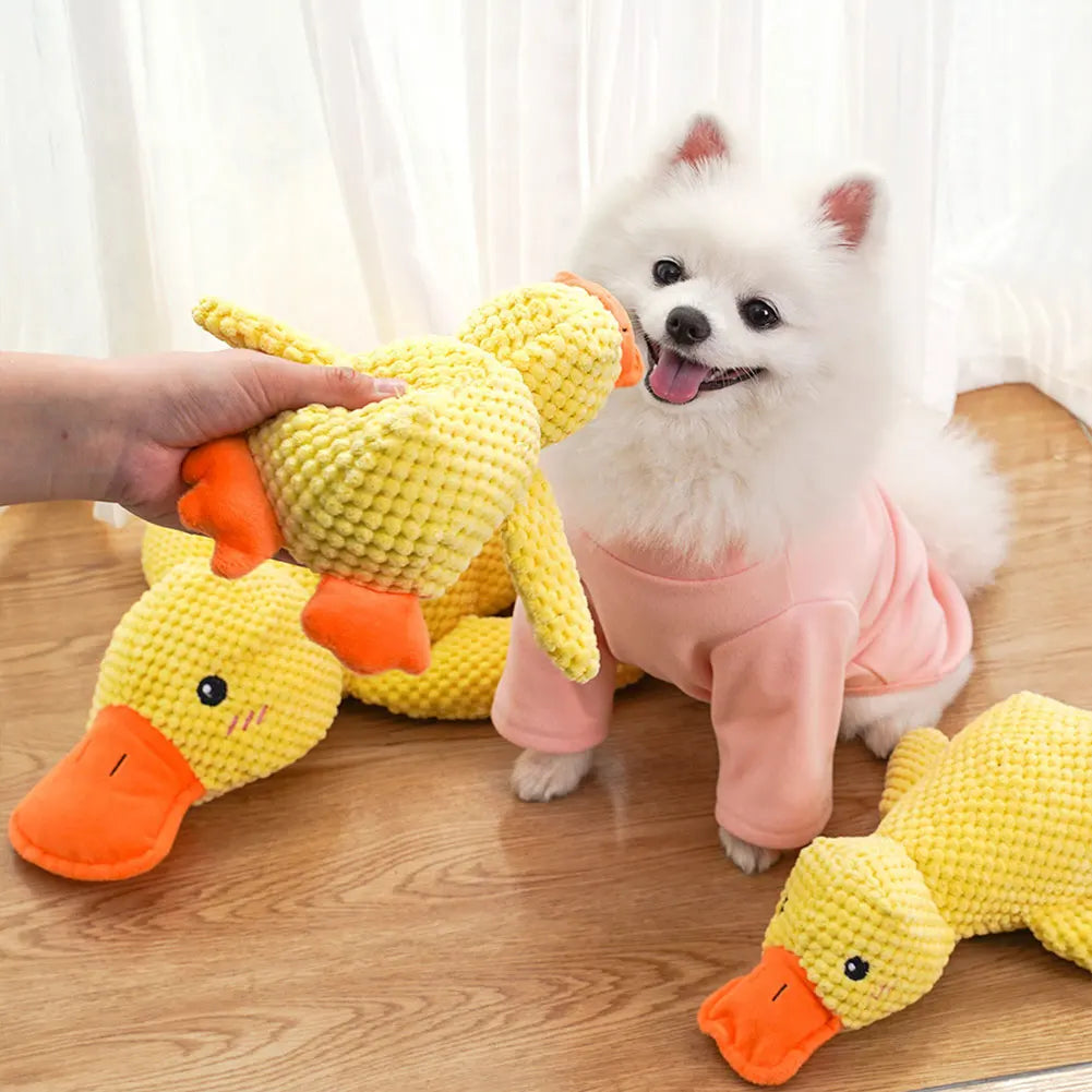 White dog playing with a yellow duck toy on a wooden floor.