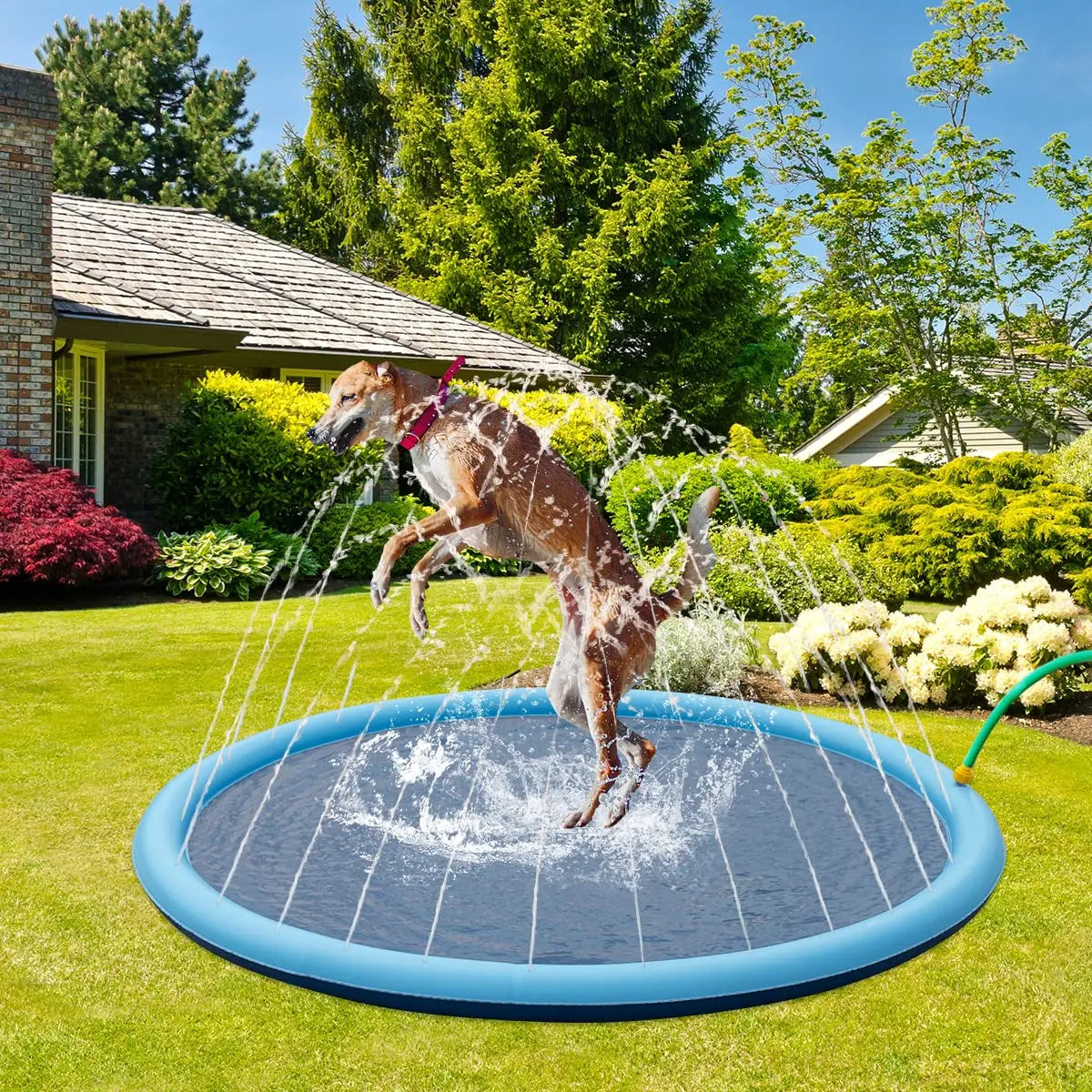 Dog playing in a blue inflatable sprinkler pad in a garden