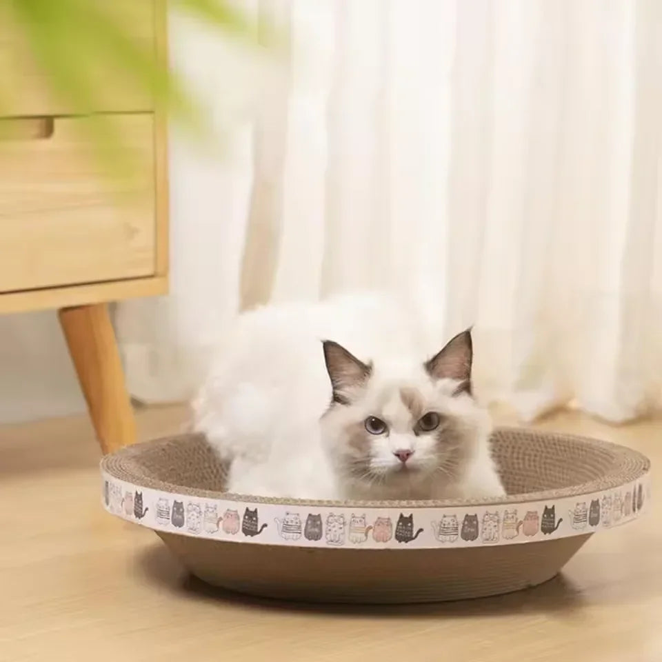 Cat sitting on a round cat bed with a patterned edge in a home setting.