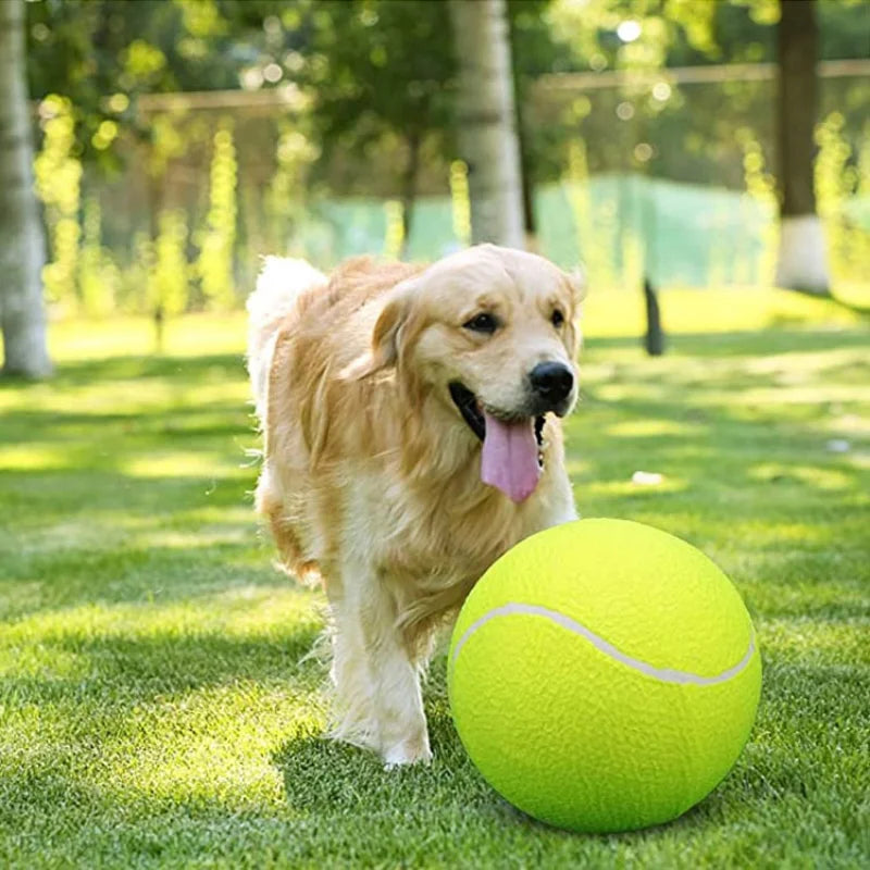An adult golden retriever with the 9.5 inch tennis ball in front of it.