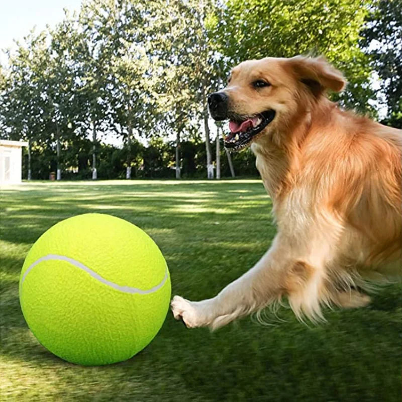 Dog playing with a large tennis ball on a grassy field