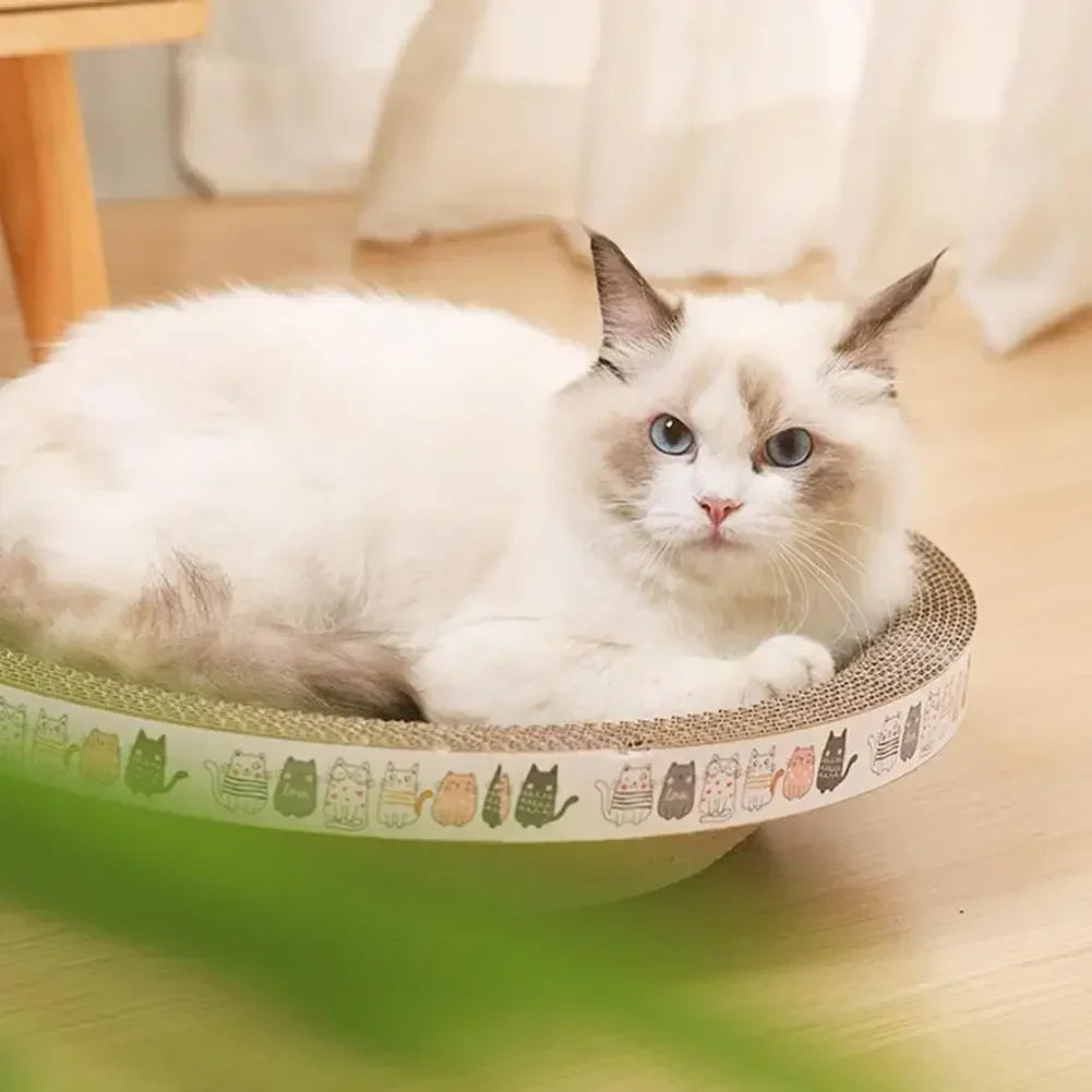 Cat sitting on a round cat bed with a patterned edge on a wooden floor.