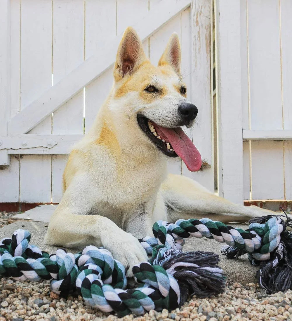 Dog with a rope toy in front of a white wooden fence