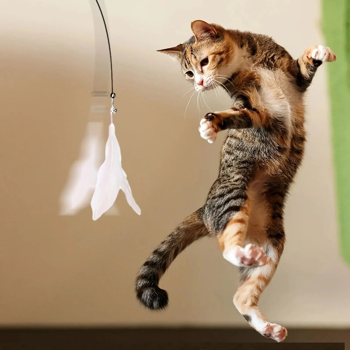 Cat leaping towards a hanging toy wand with a plain background
