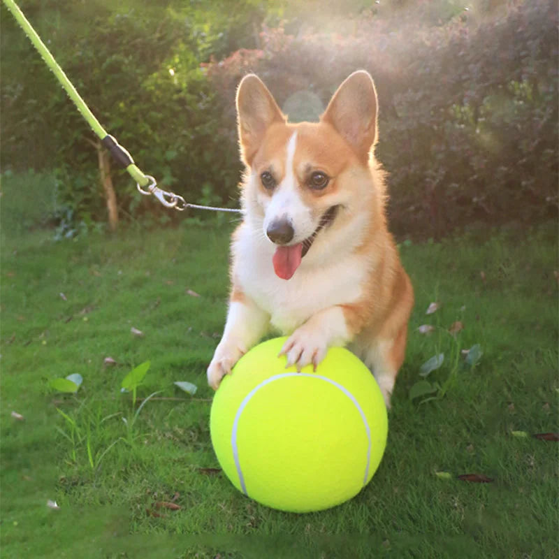 Corgi dog playing with the 9.5 inch tennis ball on grass