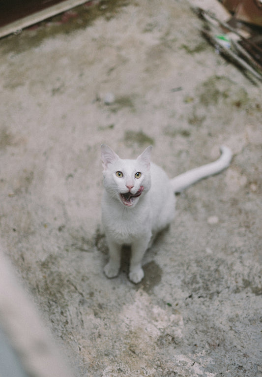 white cat looking upward