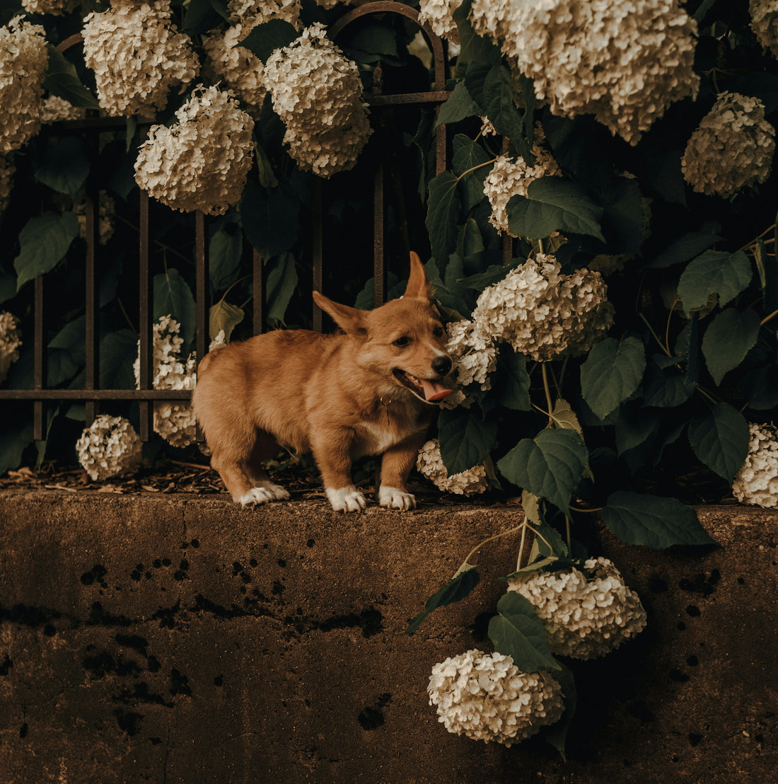 brown corgi on concrete fence