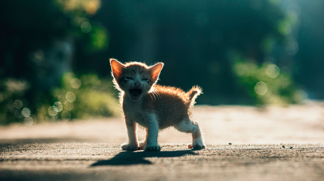 a kitten walking on a road