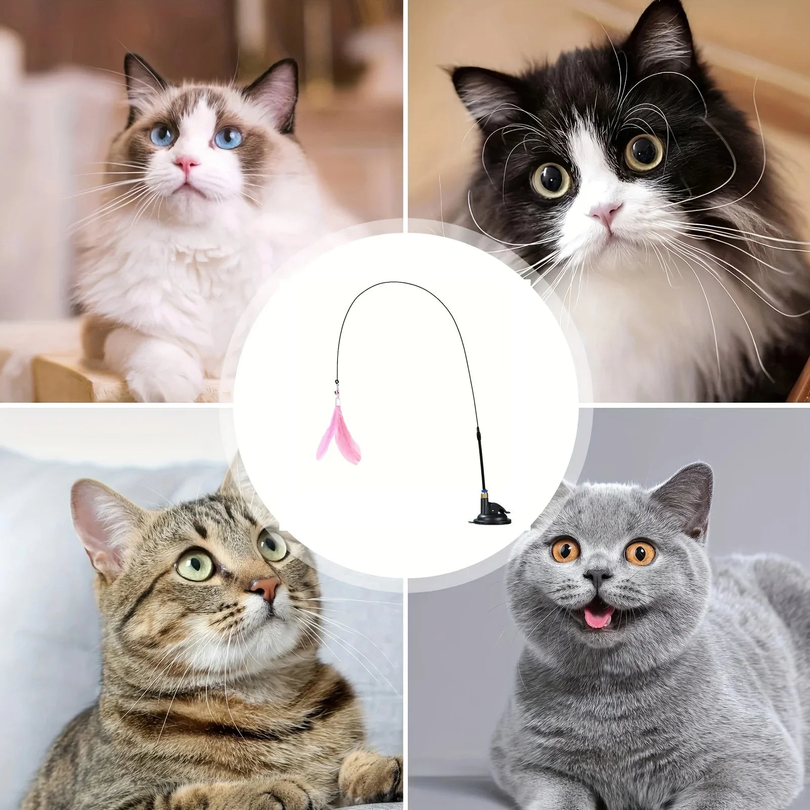 Collage of four cats with a cat toy wand in the center.