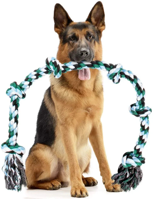 German Shepherd dog with a rope toy on a white background