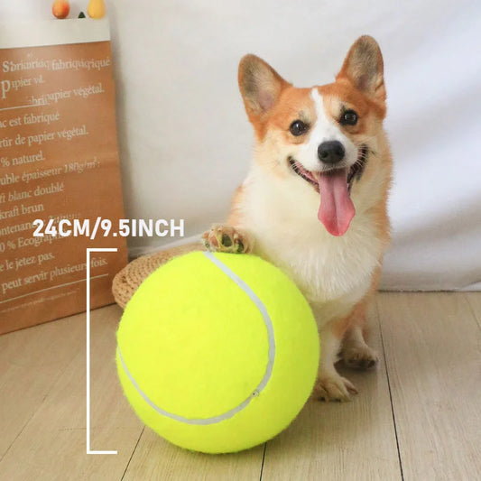 Corgy with its right paw on top of the 9.5 inch tennis ball