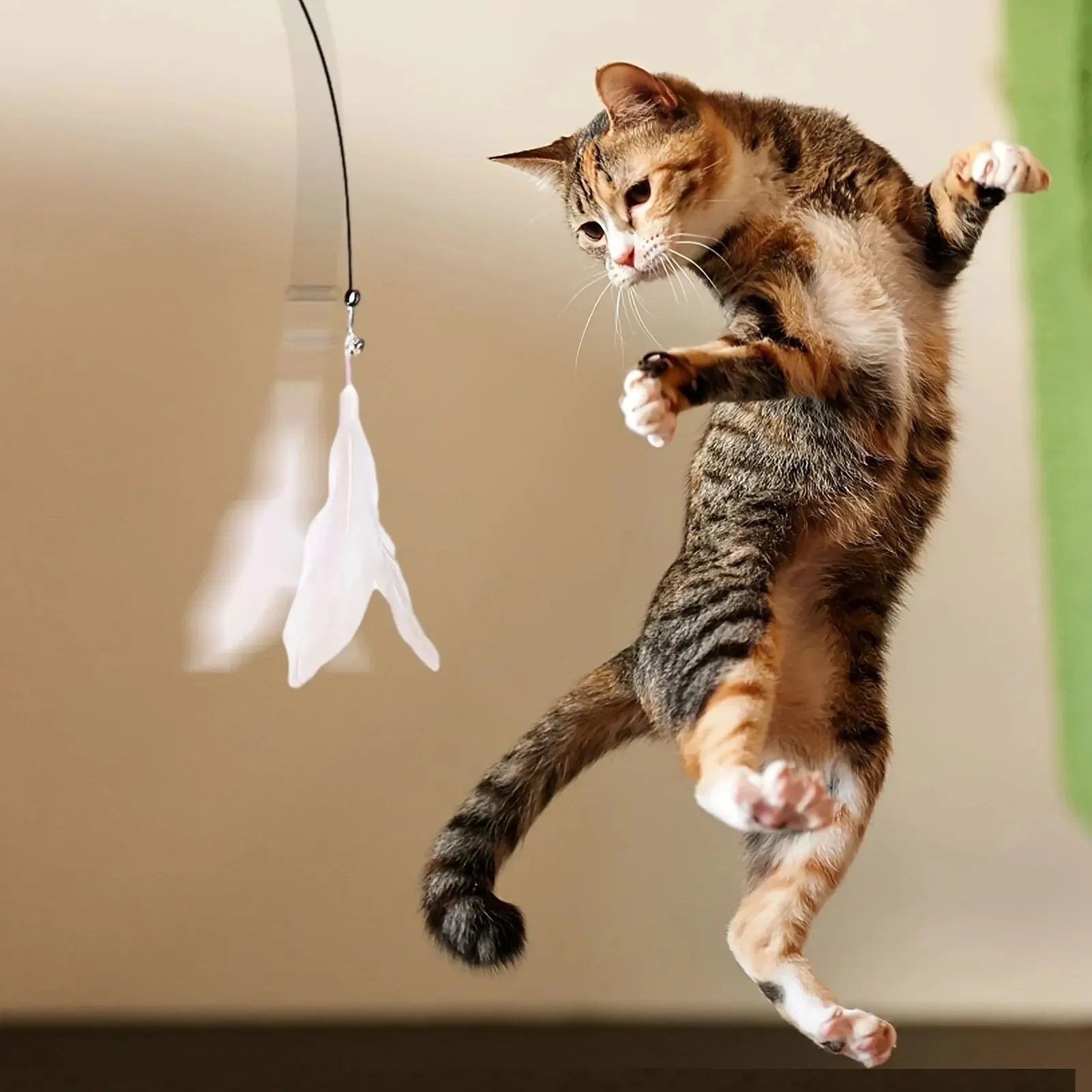 Cat leaping towards a hanging toy wand with a plain background